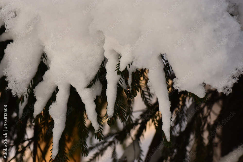 Winter background snowy fir branches in the morning sunlight