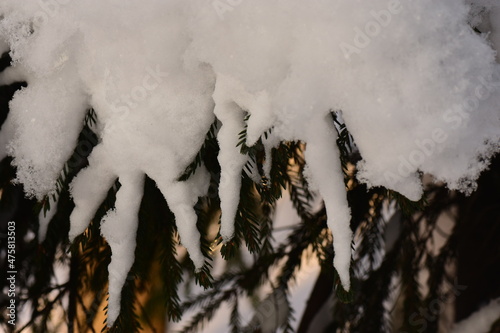 Obraz na płótnie Winter background snowy fir branches in the morning sunlight w salonie