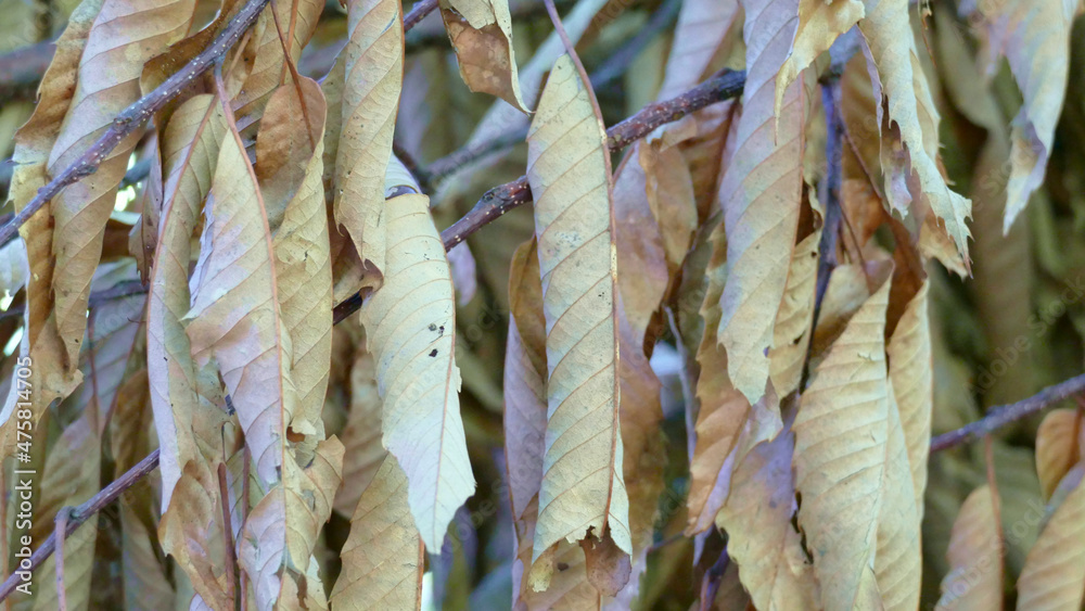 Branches of a tree with dry leaves in autumn