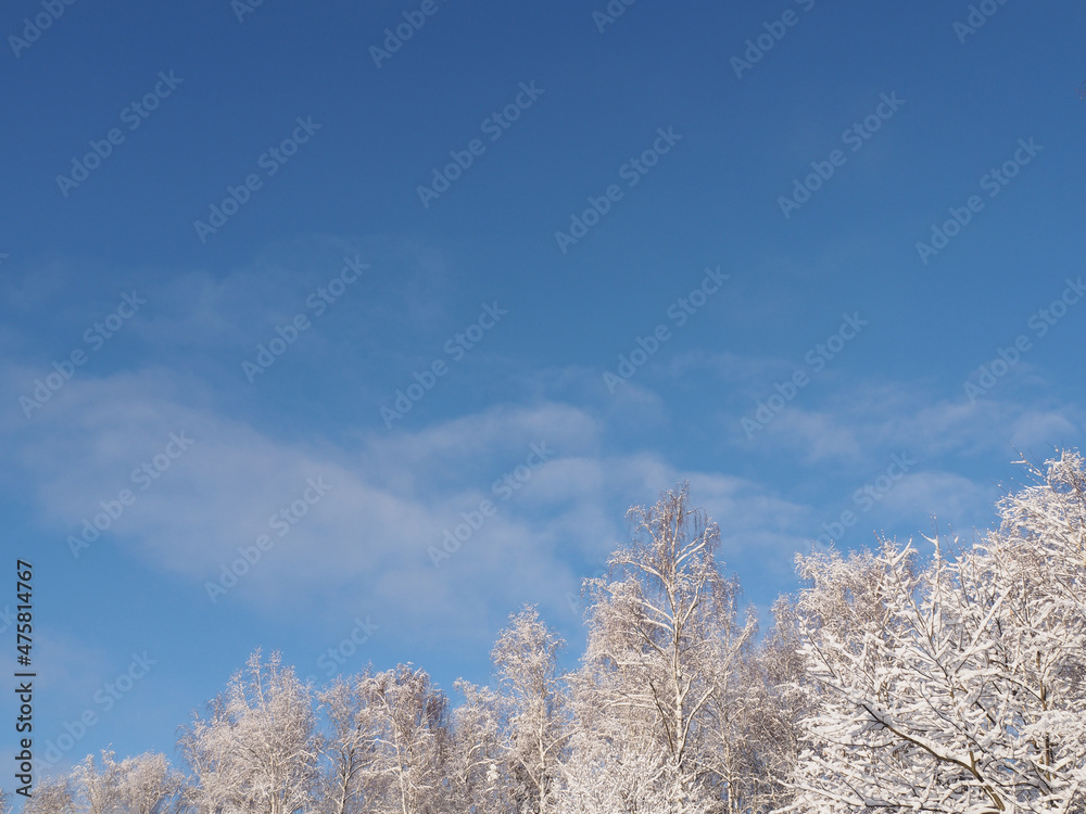 Tops of deciduous trees with snow in winter on a frosty day against a blue sky with clouds, copyspace. Bright picture with a winter landscape