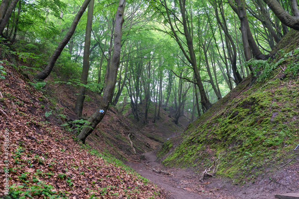 path in the forest