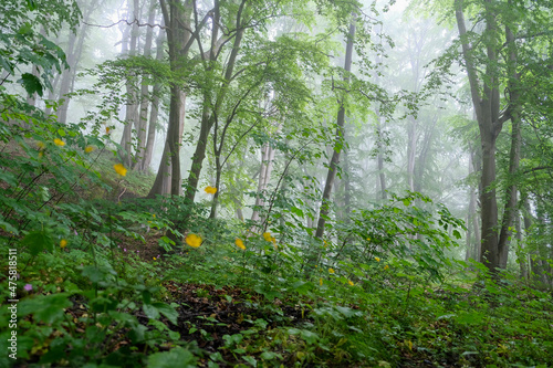 morning in the forest photo