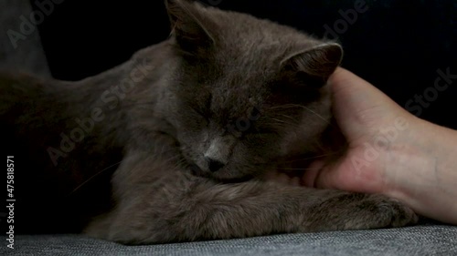 a man on his knees stroking an ash-colored cat, photo