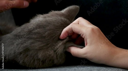 a man on his knees stroking an ash-colored cat, photo