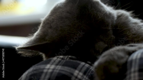 a man on his knees stroking an ash-colored cat, photo