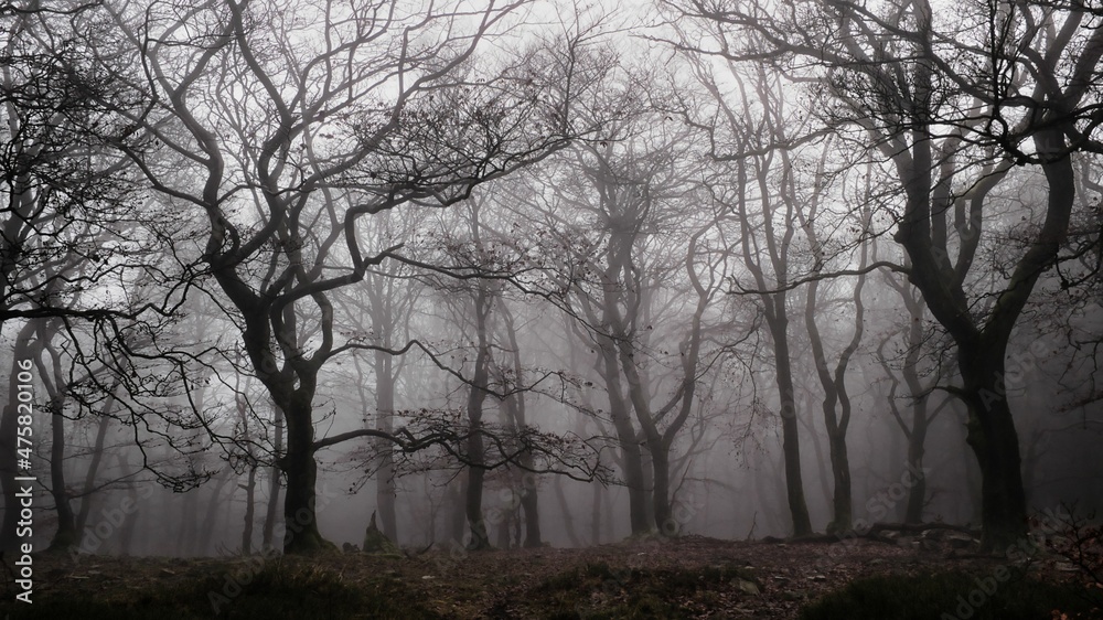 Dichter Nebel auf der keltischen Weißen Mauer im Taunus mit düsterem Halloween-Ambiente Dichter Nebel auf der keltischen Weißen Mauer im Taunus mit düsterem Halloween-Ambiente
