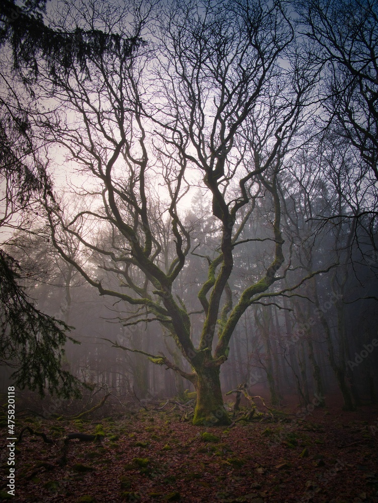 Dichter Nebel auf der keltischen Weißen Mauer im Taunus mit dem berüchtigten Dichter Nebel auf der keltischen Weißen Mauer im Taunus mit dem berüchtigten