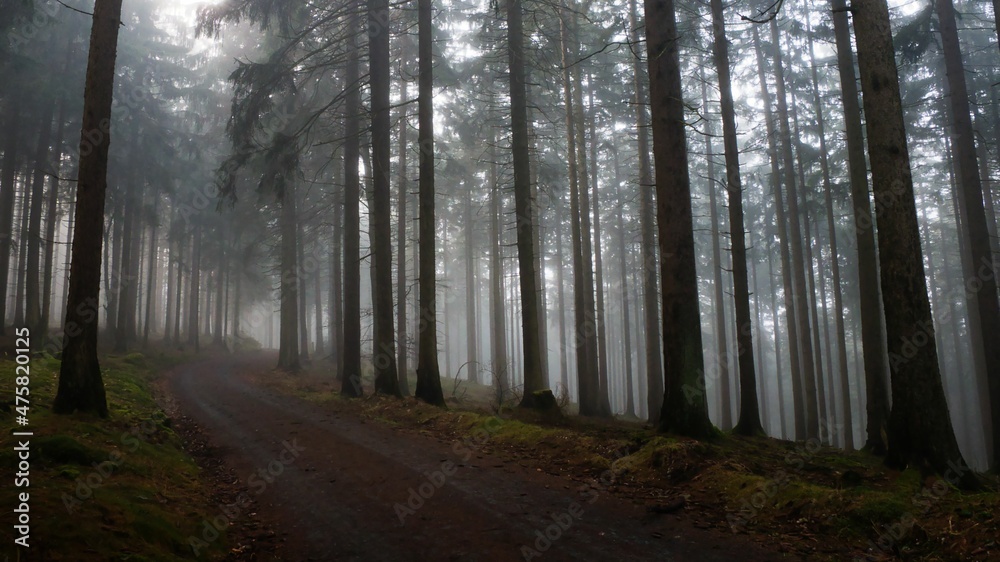 Wanderweg im Taunus mit im Waldsterben noch überlebenden Fichten im dichten herrlichen Nebel