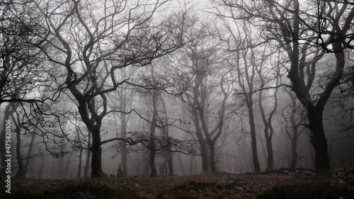 Dichter Nebel auf der keltischen Weißen Mauer im Taunus mit düsterem Halloween-Ambiente