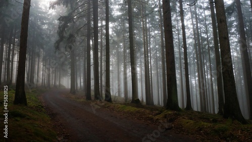 Wanderweg im Taunus mit im Waldsterben noch überlebenden Fichten im dichten herrlichen Nebel © Schattenwanderer