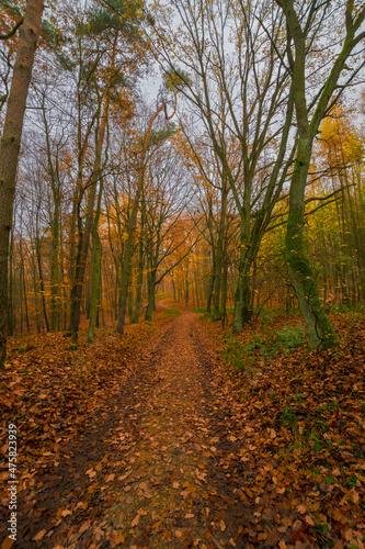 autumn in the forest (Brandenburg, Germany)