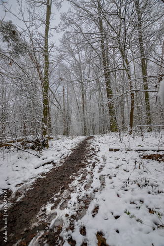 path in the forest during winter with snow (Brandenburg, Germany) 