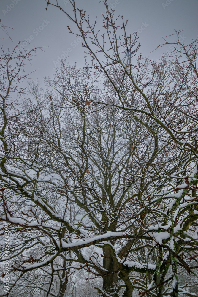 Obraz premium snow covered branches of a tree during winter (Brandenburg, Germany)