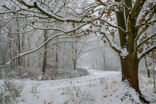 landscape with trees and snow (Brandenburg, Germany)