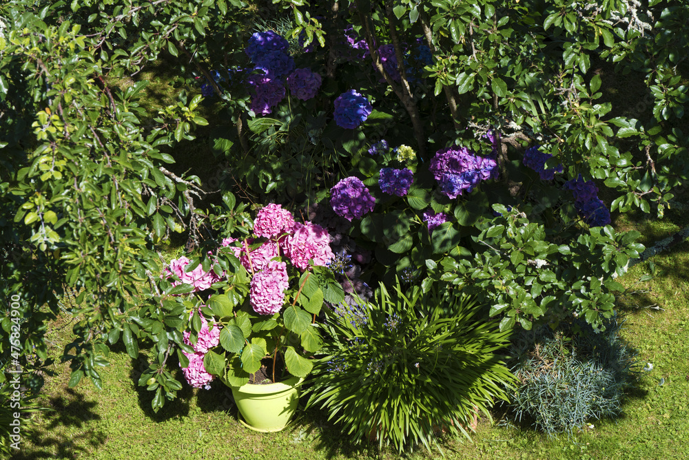 Fototapeta premium Hortensia en fleur dans un jardin en été