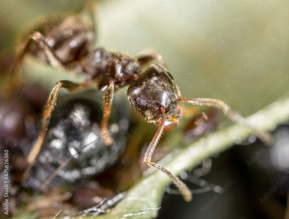 Fototapeta premium Ant collects milk on aphids in nature.