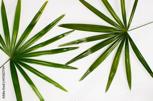 Green leaves over the white background with copy space. 
