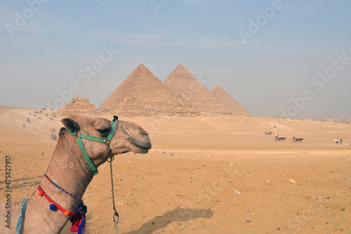 The pyramids at Giza in the desert and camel.