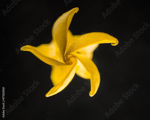 One flower on a black background. Flat lay, top view. photo