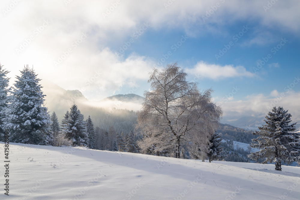 Obraz premium Winter landscape with snowy trees and mountains at sunny day. The Mala Fatra national park in northwest of Slovakia, Europe.