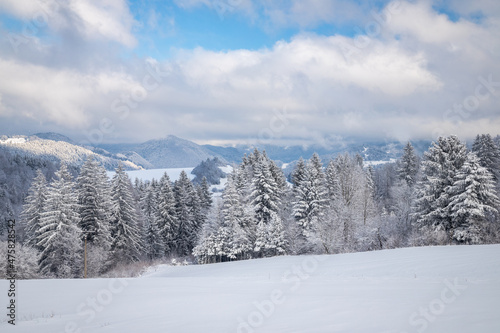 Winter landscape with snowy trees and mountains at sunny day. The Orava region in northwest of Slovakia, Europe.