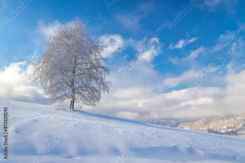 View of a snowy winter landscape with tree covered with rime ice at sunny day.