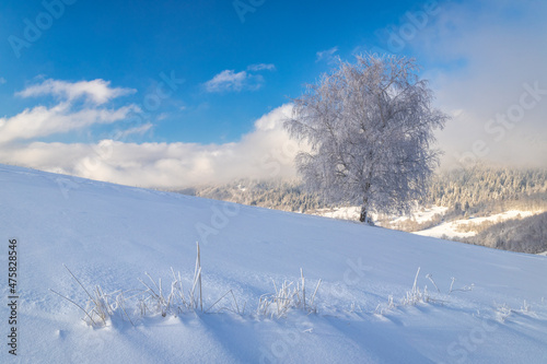 View of a snowy winter landscape with tree covered with rime ice at sunny day.