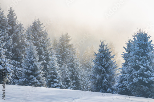 Beautiful winter landscape of snowy spruce trees in fog at sunny day. The Mala Fatra national park in northwest of Slovakia, Europe.