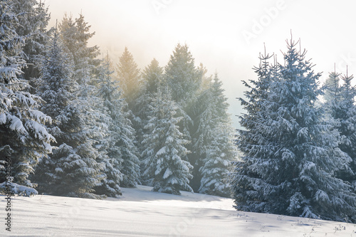 Beautiful winter landscape of snowy spruce trees in fog at sunny day. The Mala Fatra national park in northwest of Slovakia  Europe.