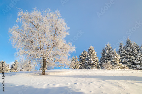 View of a snowy winter landscape with trees covered with rime ice at sunny day.