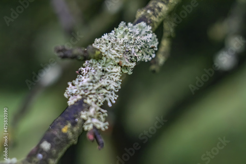 Closeup of a tree branch covered by Tube Lichen with a blurred background photo
