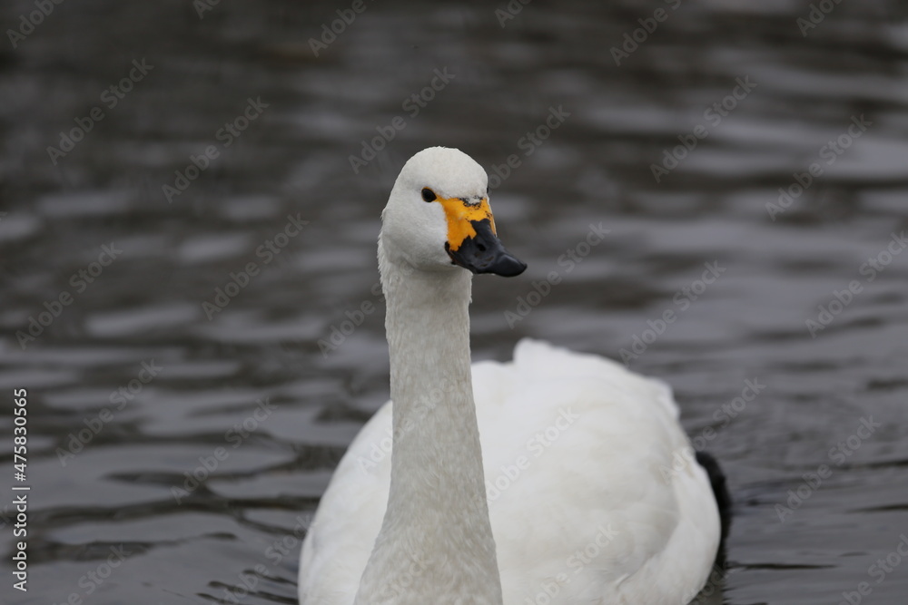 river side swan river side swan