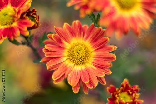 Orange chrysanthemum flower in garden close up