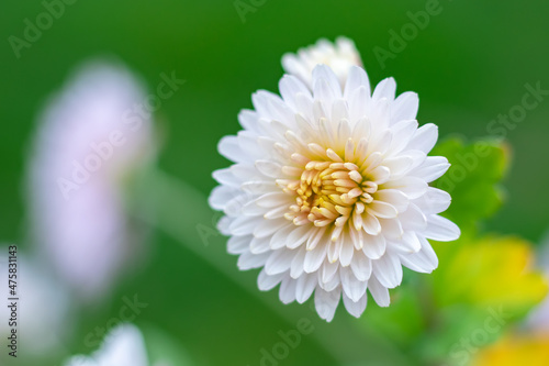 close up of a daisy photo