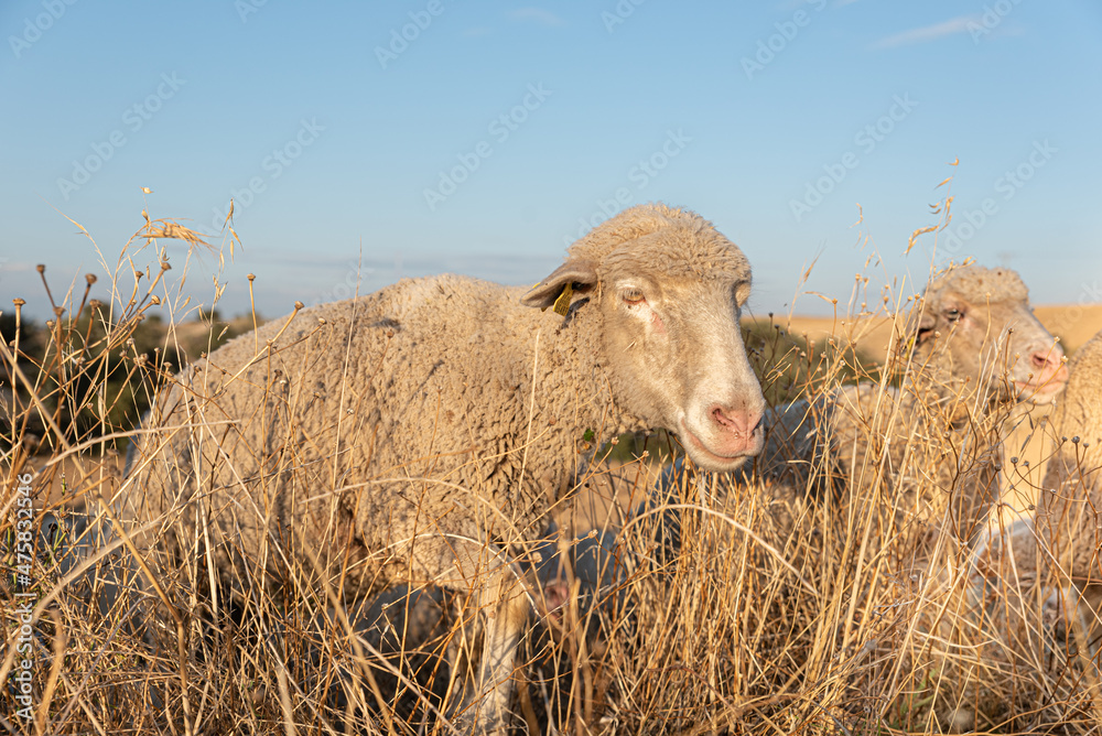 Portrait of a sheep in the transhumance passing through the fields of Madrid