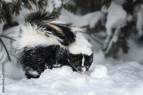 skunk outdoors in winter and snow