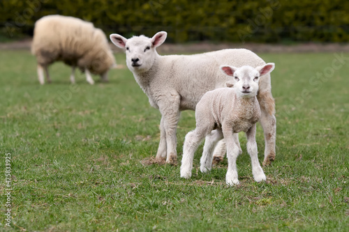 White Flemish sheep lamb in meadow © erwin