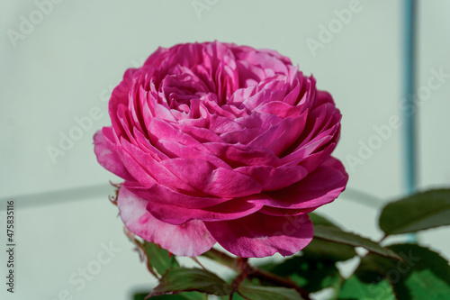 Pink color rose macro photo in balcony