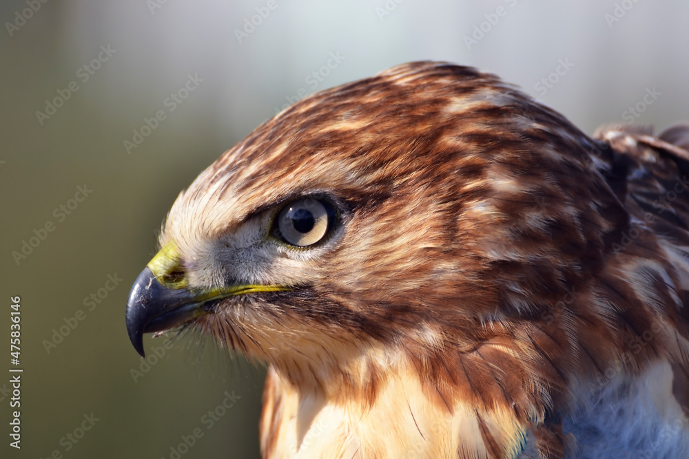 red tailed hawk red tailed hawk
