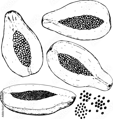 Vector drawing of a papaya isolated on white background. Element for design. Black and white