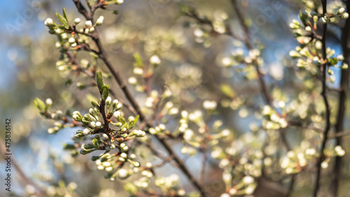 A plum branch in white buds on the background of a luxuriantly blooming spring garden. Background. Selective focus