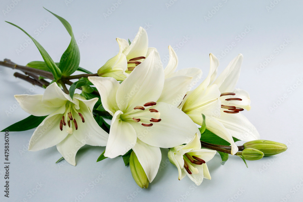 Fototapeta premium Christmas floral arrangement with white lilies, thuja twigs and golden baubles