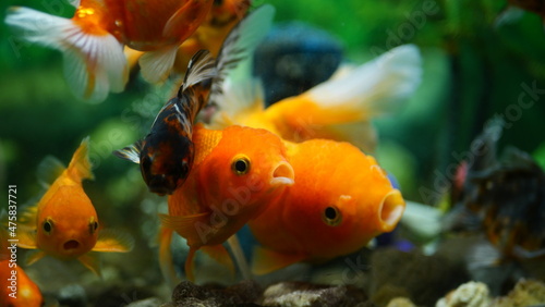 Beautifully colored goldfish swim in the clear aquarium water