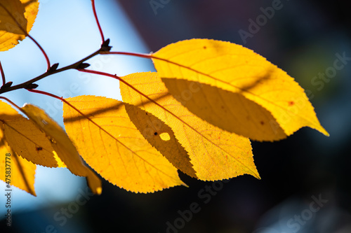 Nice yellow orange red leaves nature background abstract macro close up autumn