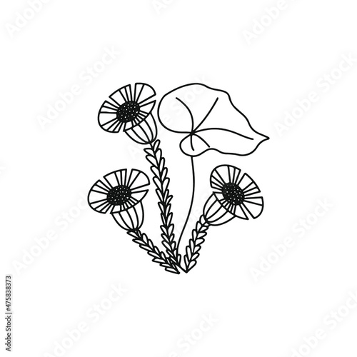 coltsfoot vector line drawing. Field herbs and flowers.  