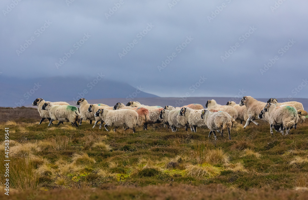 A flock of Swaledale Sheep heading home across  misty moorland in the depths of Winter.  Swaledale sheep are a hardy breed native to the Yorkshire Dales, UK.  Horizontal.  Space for copy.