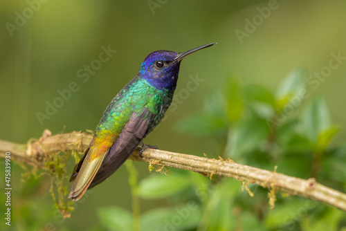 Golden-tailed Sapphire hummingbird perched on a branch