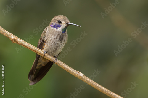 Brown violetear hummingbird perched on a branch  photo