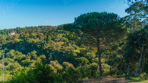 landscape with trees in the forest