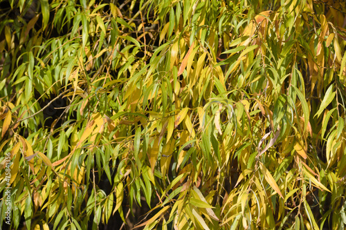 Green golden weeping willow leaves closeup view with selective focus on foreground